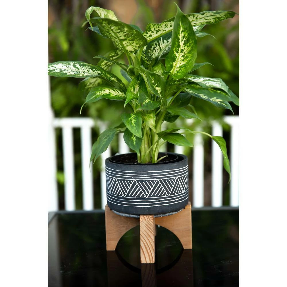 Flora Bunda 7 in. Black Mountain Cement Pot with Wood Stand Mid-Century Planter 6 Flora Bunda 7 in. Black Mountain Cement Pot with Wood Stand Mid-Century Planter - Image 4
