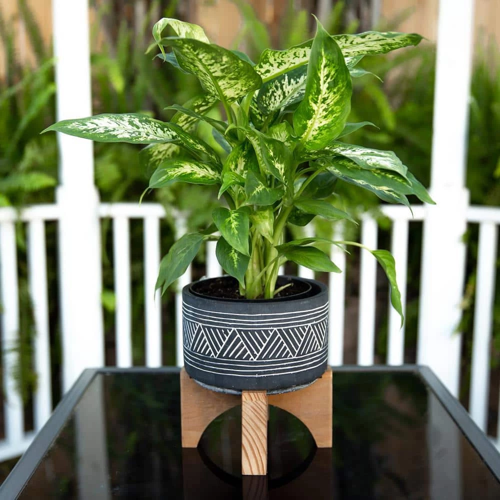 Flora Bunda 7 in. Black Mountain Cement Pot with Wood Stand Mid-Century Planter 4 Flora Bunda 7 in. Black Mountain Cement Pot with Wood Stand Mid-Century Planter - Image 2