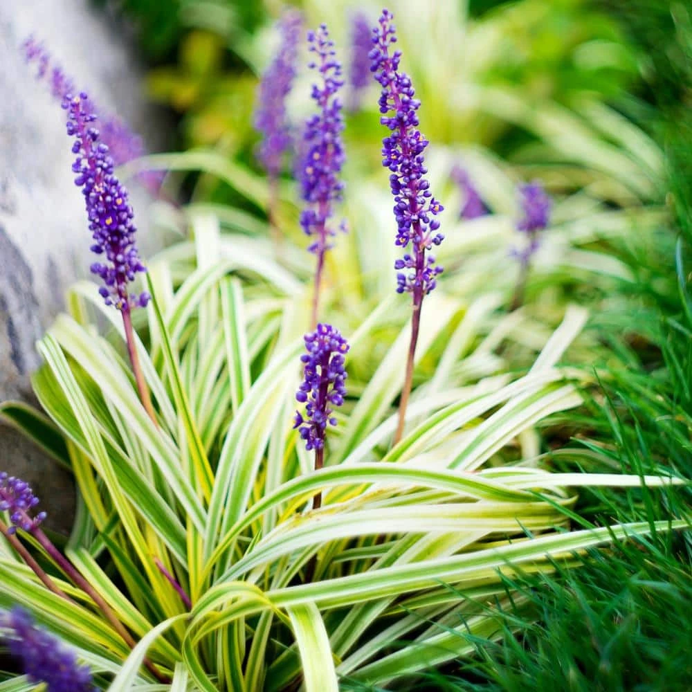 National PLANT NETWORK 4 in. Variegated Liriope Flowering Shrub With Purple Blooms - 15 Piece 3 National PLANT NETWORK 4 in. Variegated Liriope Flowering Shrub With Purple Blooms - 15 Piece