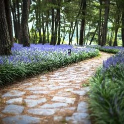 National PLANT NETWORK 4 in. Variegated Liriope Flowering Shrub With Purple Blooms - 15 Piece 6 National PLANT NETWORK 4 in. Variegated Liriope Flowering Shrub With Purple Blooms - 15 Piece -US Flora Bunda Sales 2022 national plant network bushes hd1032 e1 1000