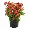 National PLANT NETWORK 2.5 qt. Nandina Fire Power Shrub