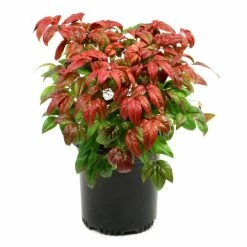 National PLANT NETWORK 2.5 qt. Nandina Fire Power Shrub