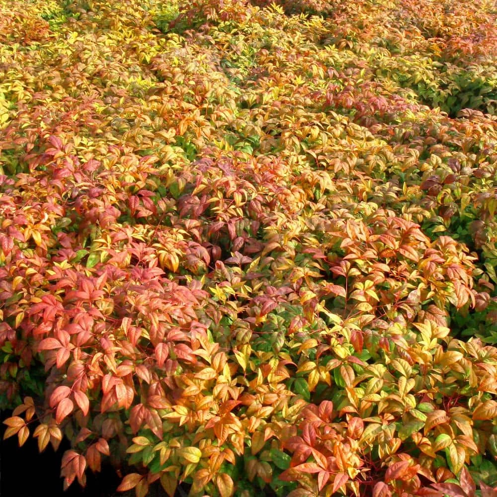 National PLANT NETWORK 2.5 qt. Nandina Fire Power Shrub 5 National PLANT NETWORK 2.5 qt. Nandina Fire Power Shrub - Image 3