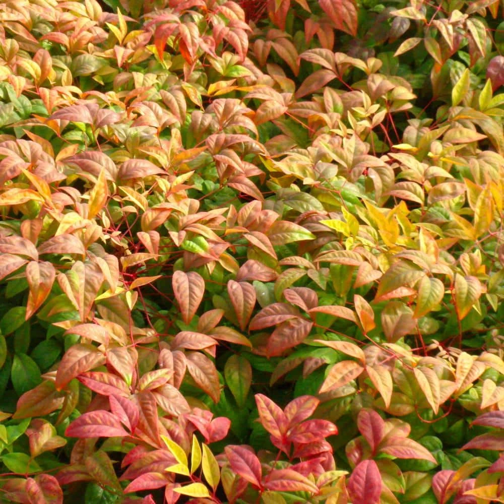 National PLANT NETWORK 2.5 qt. Nandina Fire Power Shrub 4 National PLANT NETWORK 2.5 qt. Nandina Fire Power Shrub - Image 2