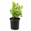 National PLANT NETWORK 2.5 Qt. Euonymus Golden Flowering Shrub with White Blooms -US Flora Bunda Sales 2022 national plant network bushes hd1079 64 1000