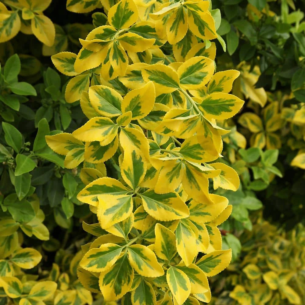 National PLANT NETWORK 2.5 Qt. Euonymus Golden Flowering Shrub with White Blooms 4 National PLANT NETWORK 2.5 Qt. Euonymus Golden Flowering Shrub with White Blooms - Image 2