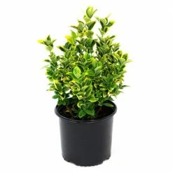 US Flora Bunda Sales 2022 31 National PLANT NETWORK 2.25 Gal. Euonymus Golden Flowering Shrub with White Blooms