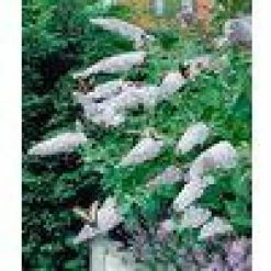 National PLANT NETWORK 2.5 Qt. Buddleia 3-in-1 Flowering Shrub with Red, White and Purple Flowers -US Flora Bunda Sales 2022 national plant network bushes hd1090 c3 1000