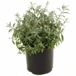 National PLANT NETWORK 2.5 Qt. Buddleia 3-in-1 Flowering Shrub with Red, White and Purple Flowers -US Flora Bunda Sales 2022 national plant network bushes hd1090 e1 1000