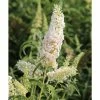 National PLANT NETWORK 2.5 qt. Buddleia White Profusion Flowering Shrub with White Flowers 2 National PLANT NETWORK 2.5 qt. Buddleia White Profusion Flowering Shrub with White Flowers -US Flora Bunda Sales 2022 national plant network bushes hd1092 64 1000
