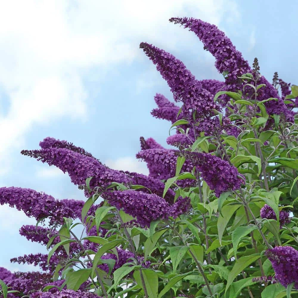 National PLANT NETWORK 2.5 qt. Buddleia Black Knight Flowering Shrub with Purple Blooms 3 National PLANT NETWORK 2.5 qt. Buddleia Black Knight Flowering Shrub with Purple Blooms