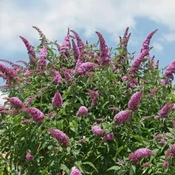 National PLANT NETWORK 2.5 qt. Buddleia Pink Delight Flowering Shrub with Pink Flowers -US Flora Bunda Sales 2022 national plant network bushes hd1096 4f 1000