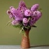 National PLANT NETWORK 2.5 qt. Buddleia Pink Delight Flowering Shrub with Pink Flowers 1 National PLANT NETWORK 2.5 qt. Buddleia Pink Delight Flowering Shrub with Pink Flowers -US Flora Bunda Sales 2022 national plant network bushes hd1096 64 1000