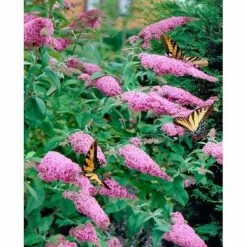 National PLANT NETWORK 2.5 qt. Buddleia Pink Delight Flowering Shrub with Pink Flowers -US Flora Bunda Sales 2022 national plant network bushes hd1096 c3 1000