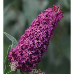 National PLANT NETWORK 2.5 qt. Buddleia Royal Red Flowering Shrub with Red Flowers