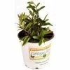 National PLANT NETWORK 2.5 qt. Sweet Olive Shrub 2 National PLANT NETWORK 2.5 qt. Sweet Olive Shrub -US Flora Bunda Sales 2022 national plant network bushes hd1102 64 1000