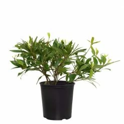 National PLANT NETWORK 2 Gal. Star Roses and Plants Star Flower Orion