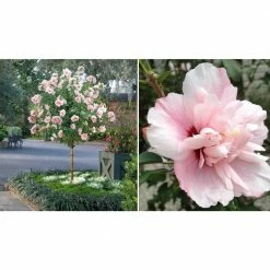 National PLANT NETWORK 2 Gal. Hibiscus Fiji Tree with White Blooms (1-Plant)