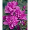 National PLANT NETWORK 2 Gal. Hibiscus Tahiti Tree with Pink Blooms (1-Plant) -US Flora Bunda Sales 2022 national plant network bushes hd1342 64 1000