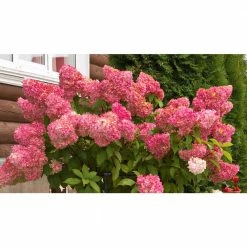 National PLANT NETWORK 1 Gal. Hydrangea Berry White Shrub with White Blooms (2-Plants) 7 National PLANT NETWORK 1 Gal. Hydrangea Berry White Shrub with White Blooms (2-Plants) -US Flora Bunda Sales 2022 national plant network bushes hd1343 4f 1000