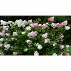 National PLANT NETWORK 1 Gal. Hydrangea Berry White Shrub with White Blooms (2-Plants)