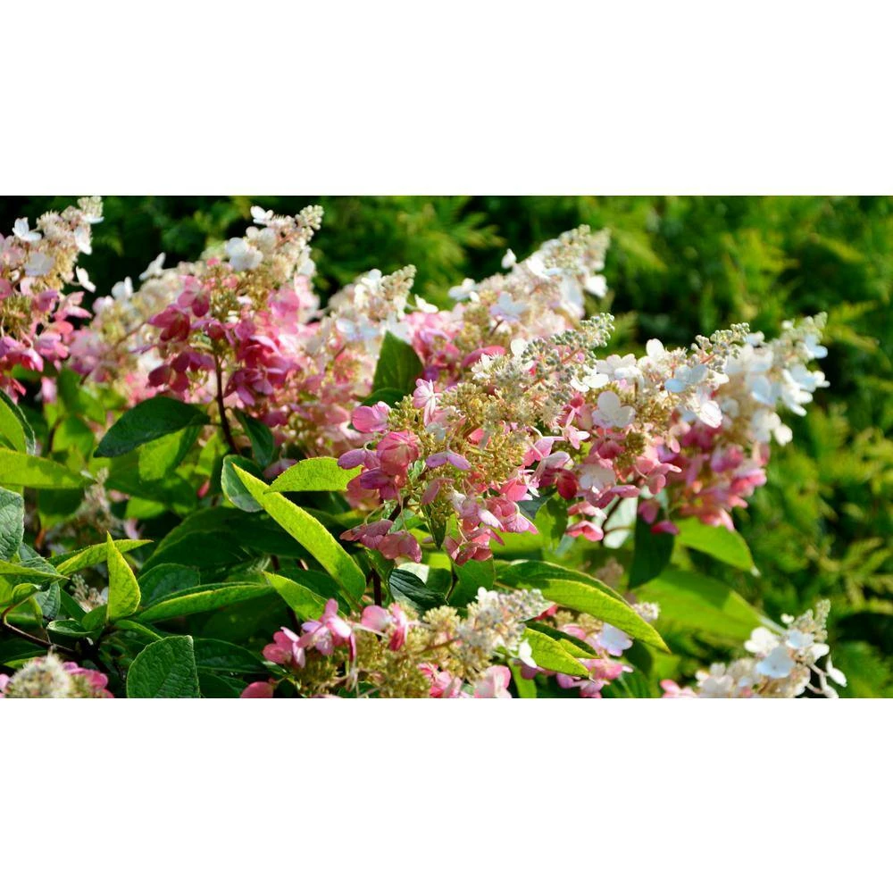 National PLANT NETWORK 1 Gal. Hydrangea Berry White Shrub with White Blooms (2-Plants) 4 National PLANT NETWORK 1 Gal. Hydrangea Berry White Shrub with White Blooms (2-Plants) - Image 2