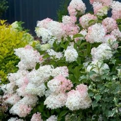 US Flora Bunda Sales 2022 37 National PLANT NETWORK 2 Gal. Hydrangea Phantom Tree with White Blooms (1-Plant)