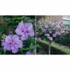 National PLANT NETWORK 2 Gal. Hibiscus Berry Smoothie Tree with Purple Flowers (1-Plant) -US Flora Bunda Sales 2022 national plant network bushes hd1360 64 1000