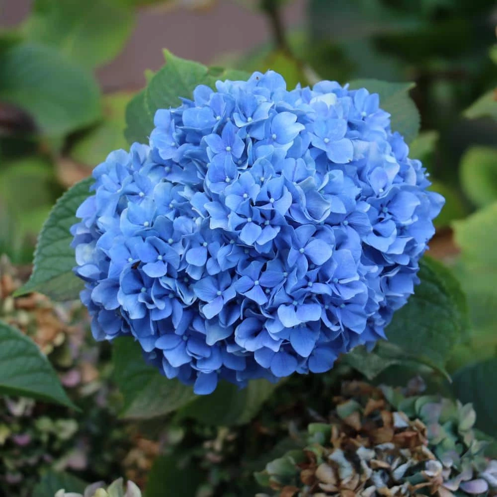 National PLANT NETWORK 2.5 Qt. Nikko Blue Hydrangea Shrub with Blue Flowers 3 National PLANT NETWORK 2.5 Qt. Nikko Blue Hydrangea Shrub with Blue Flowers