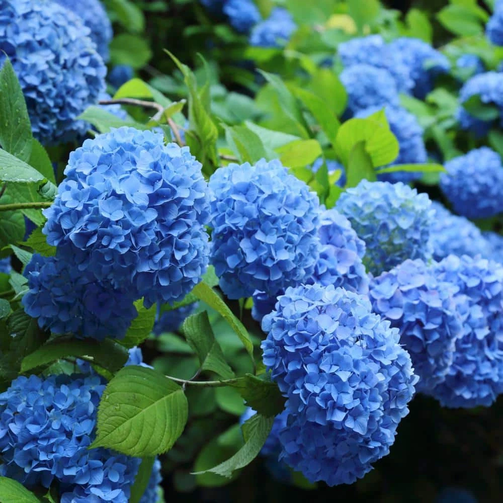 National PLANT NETWORK 2.5 Qt. Nikko Blue Hydrangea Shrub with Blue Flowers 4 National PLANT NETWORK 2.5 Qt. Nikko Blue Hydrangea Shrub with Blue Flowers - Image 2