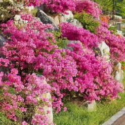 National PLANT NETWORK 2.25 Gal. Pride of Mobile Azalea - (1-Piece)