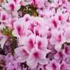 National PLANT NETWORK 2.25 Gal. Azalea Formosa Flowering Shrub with Purple Blooms 2 National PLANT NETWORK 2.25 Gal. Azalea Formosa Flowering Shrub with Purple Blooms -US Flora Bunda Sales 2022 national plant network bushes hd7005 64 1000