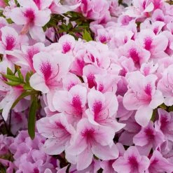 National PLANT NETWORK 2.25 Gal. Azalea Formosa Flowering Shrub with Purple Blooms