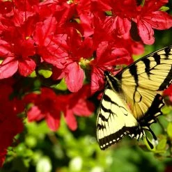 National PLANT NETWORK 2.5 qt. Azalea Midnite Flare Flowering Shrub with Red Blooms