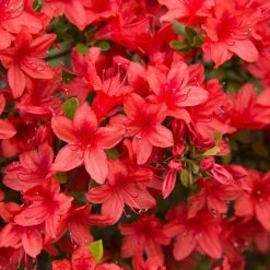 National PLANT NETWORK 2.5 qt. Azalea Midnite Flare Flowering Shrub with Red Blooms -US Flora Bunda Sales 2022 national plant network bushes hd7006 c3 1000