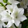 National PLANT NETWORK 2.5 qt. Azalea Mrs. G.G. Gerbing Flowering Shrub with White Blooms 2 National PLANT NETWORK 2.5 qt. Azalea Mrs. G.G. Gerbing Flowering Shrub with White Blooms -US Flora Bunda Sales 2022 national plant network bushes hd7016 64 1000