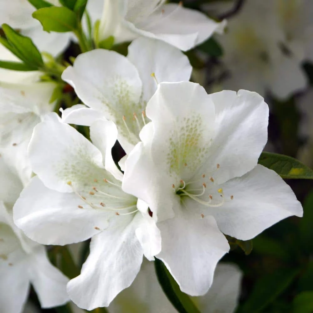 National PLANT NETWORK 2.5 qt. Azalea Mrs. G.G. Gerbing Flowering Shrub with White Blooms 3 National PLANT NETWORK 2.5 qt. Azalea Mrs. G.G. Gerbing Flowering Shrub with White Blooms