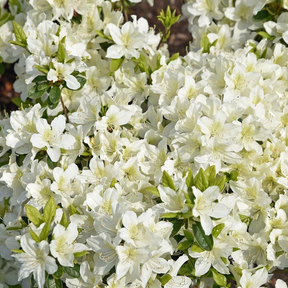 National PLANT NETWORK 2.5 qt. Azalea Mrs. G.G. Gerbing Flowering Shrub with White Blooms 5 National PLANT NETWORK 2.5 qt. Azalea Mrs. G.G. Gerbing Flowering Shrub with White Blooms - Image 3