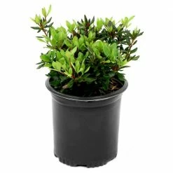 National PLANT NETWORK 2.5 qt. Azalea Mrs. G.G. Gerbing Flowering Shrub with White Blooms 6 National PLANT NETWORK 2.5 qt. Azalea Mrs. G.G. Gerbing Flowering Shrub with White Blooms -US Flora Bunda Sales 2022 national plant network bushes hd7016 e1 1000