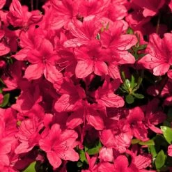 National PLANT NETWORK 2.5 qt. Azalea Sunglow Flowering Shrub with Red Blooms