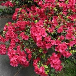 National PLANT NETWORK 2.5 qt. Azalea Sunglow Flowering Shrub with Red Blooms -US Flora Bunda Sales 2022 national plant network bushes hd7020 c3 1000