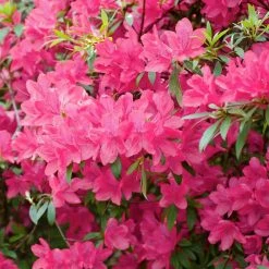 National PLANT NETWORK 2.25 Gal. Azalea Chinzan Flowering Shrub with Pink Blooms
