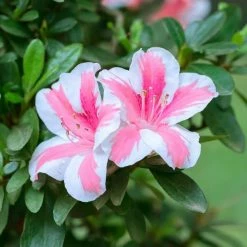 National PLANT NETWORK 2.5 qt. Azalea Conversation Piece Flowering Shrub with Pink Blooms -US Flora Bunda Sales 2022 national plant network bushes hd7033 4f 1000