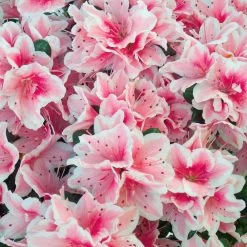 National PLANT NETWORK 2.5 qt. Azalea Conversation Piece Flowering Shrub with Pink Blooms