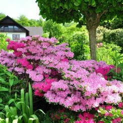National PLANT NETWORK 2.5 qt. Azalea Conversation Piece Flowering Shrub with Pink Blooms -US Flora Bunda Sales 2022 national plant network bushes hd7033 c3 1000