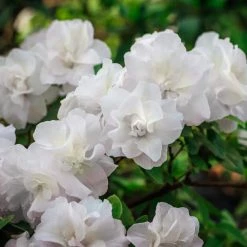 National PLANT NETWORK 2.5 qt. Azalea Hardy Gardenia Flowering Shrub with White Blooms