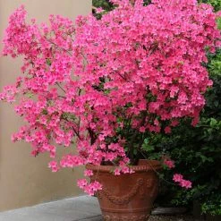 National PLANT NETWORK 2.5 qt. Azalea Nuccios Wild Cherry Flowering Shrub with Red Blooms 7 National PLANT NETWORK 2.5 qt. Azalea Nuccios Wild Cherry Flowering Shrub with Red Blooms -US Flora Bunda Sales 2022 national plant network bushes hd7042 c3 1000