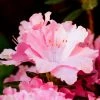 National PLANT NETWORK 2.25 Gal. Azalea Watchet Flowering Shrub with Pink Blooms 2 National PLANT NETWORK 2.25 Gal. Azalea Watchet Flowering Shrub with Pink Blooms -US Flora Bunda Sales 2022 national plant network bushes hd7045 64 1000