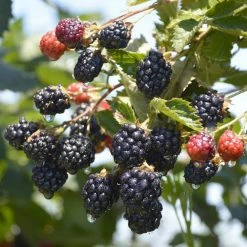 National PLANT NETWORK 2.25 Gal. Natchez Blackberry Plant