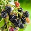 National PLANT NETWORK 2.25 Gal. Navaho Blackberry Plant -US Flora Bunda Sales 2022 national plant network bushes hd7056 64 1000